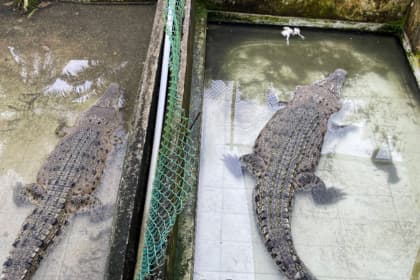 Teluk Sengat Crocodile Farm